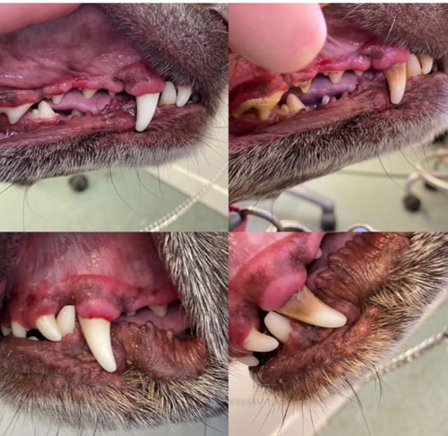 Dog teeth cleaning Carmarthenshire